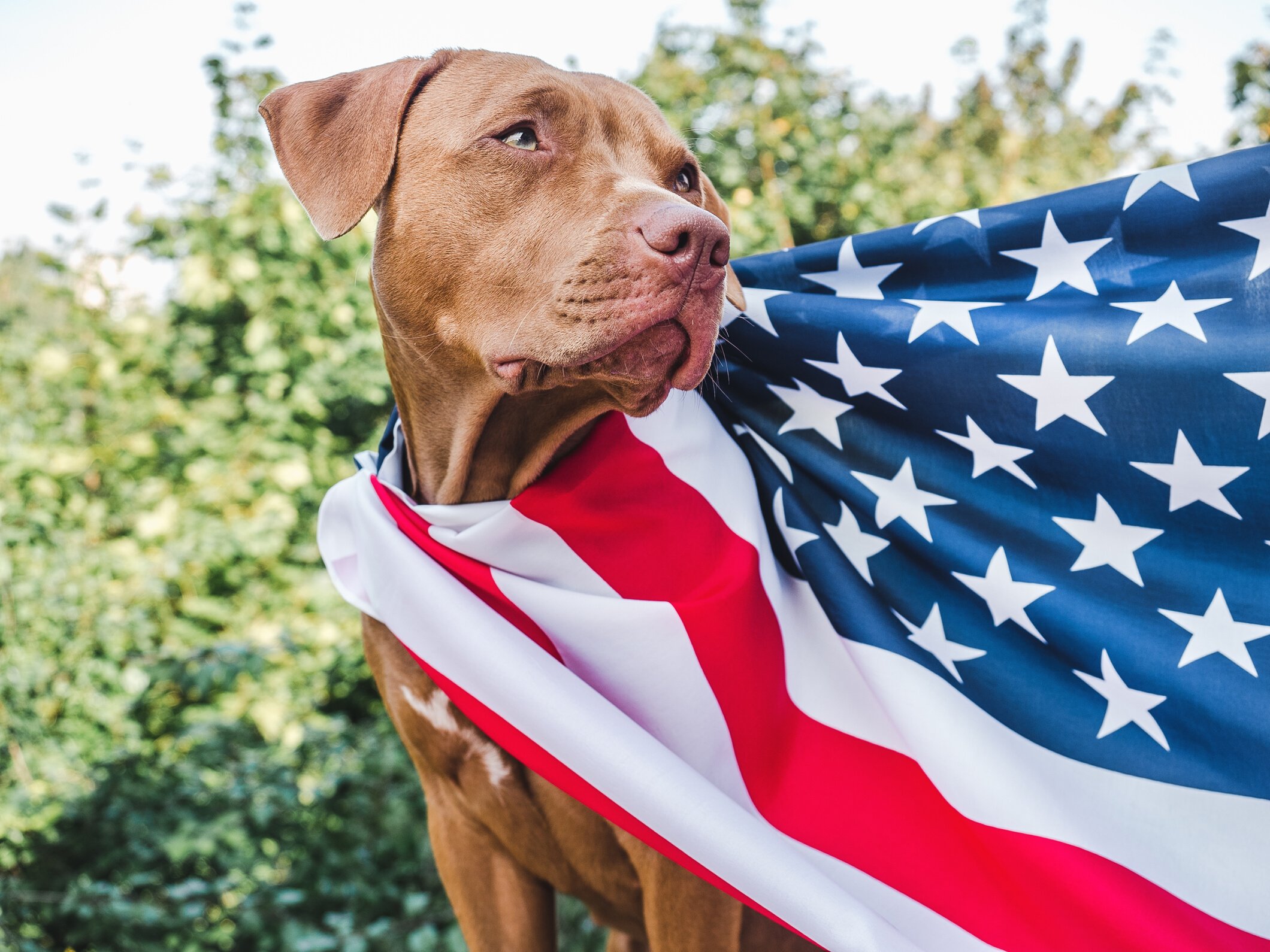 Dog with American Flag